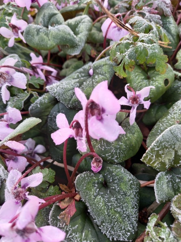 Cyclamen coum (Spring cyclamen) (alternate view 11)