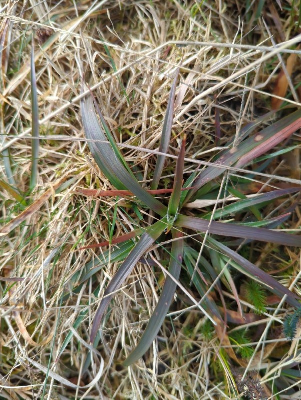 Luzula campestris (Field woodrush) (alternate view 11)