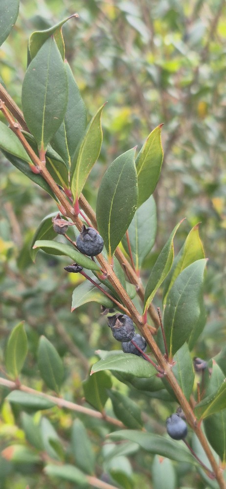 Myrtus communis