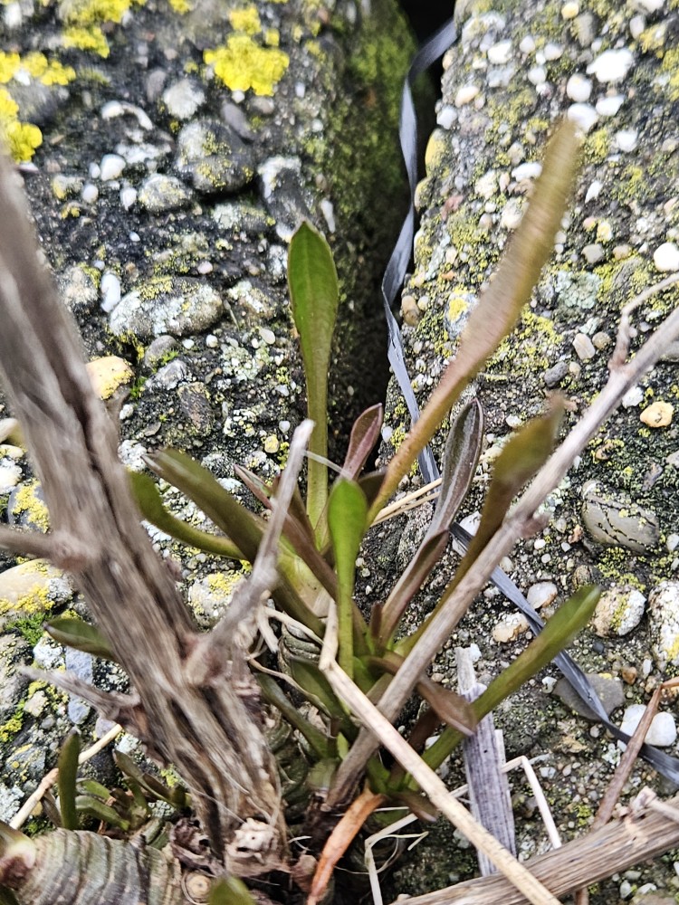 Tripolium pannonicum (Sea Aster) (alternate view 14)