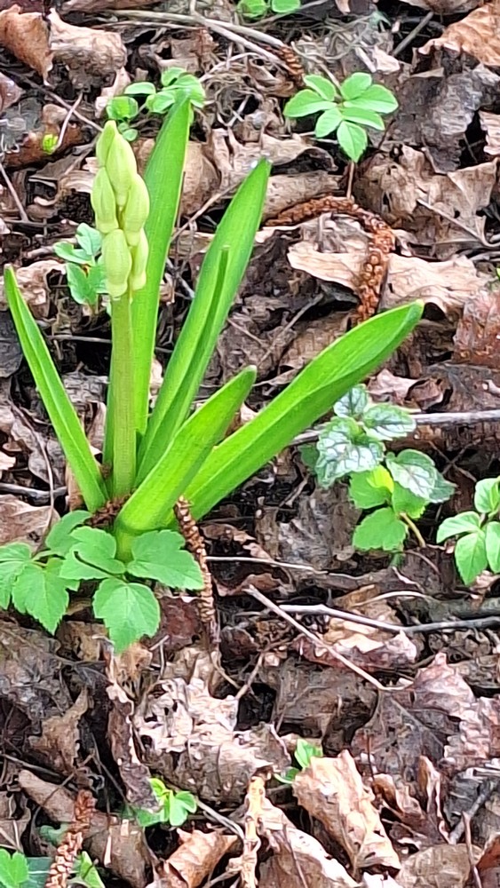 Hyacinthus (Hyacinths) (alternate view 3)