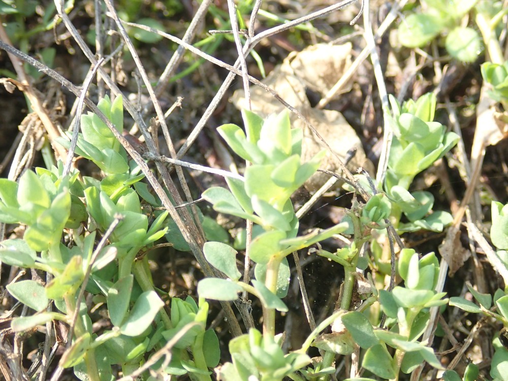 Lotus corniculatus (bird's-foot trefoil) (alternate view 12)