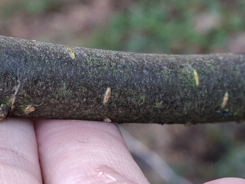Aronia arbutifolia (red chokeberry) (alternate view 11)
