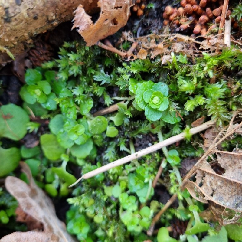 Chrysosplenium oppositifolium (Opposite-leaved Golden-saxifrage) (alternate view 12)