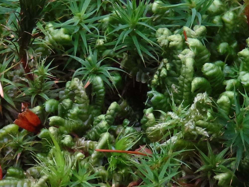 Bazzania trilobata (greater whipwort)