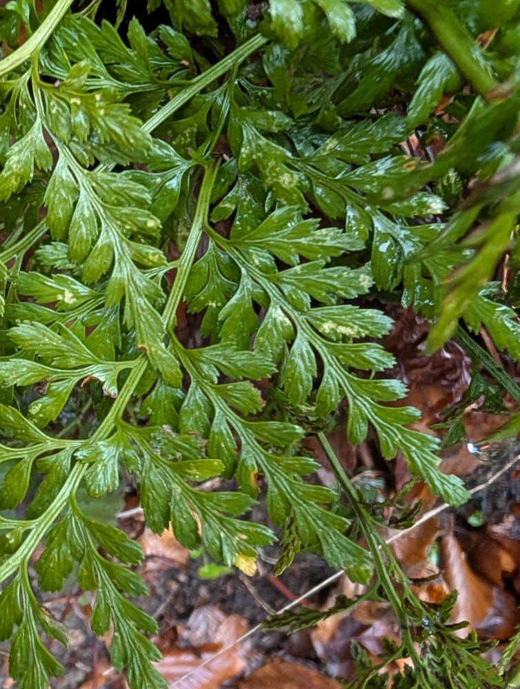 Asplenium adiantum-nigrum (black spleenwort) (alternate view 11)