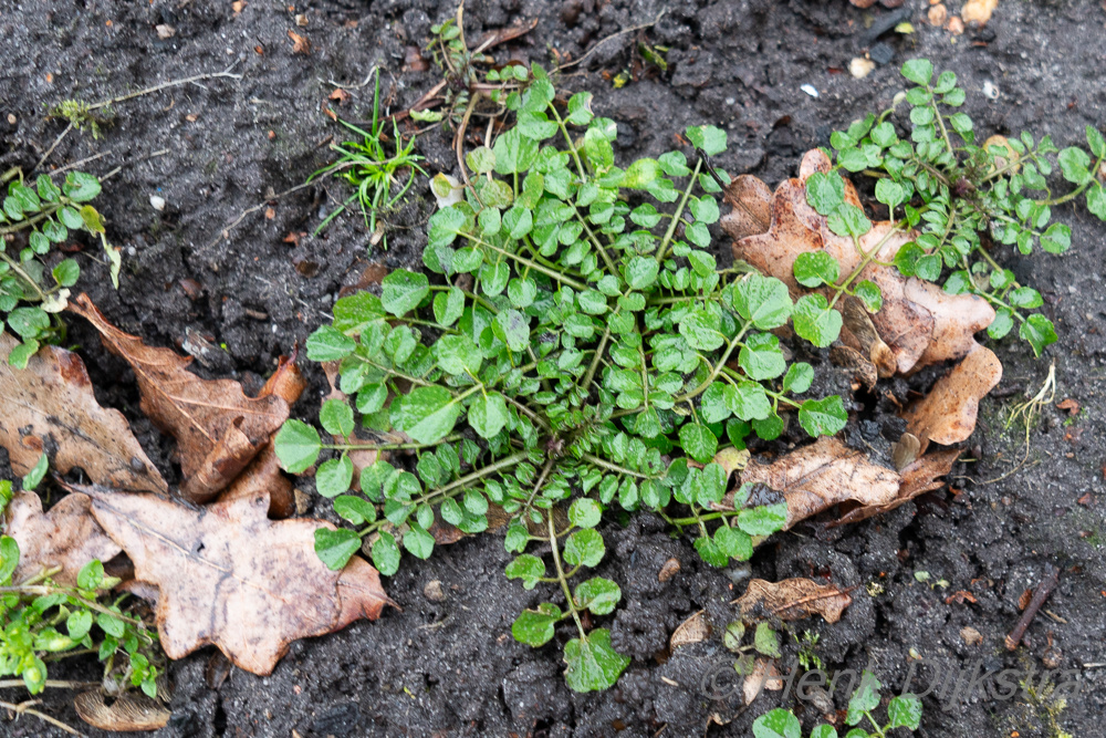 Cardamine flexuosa (wavy bittercress) (alternate view 15)