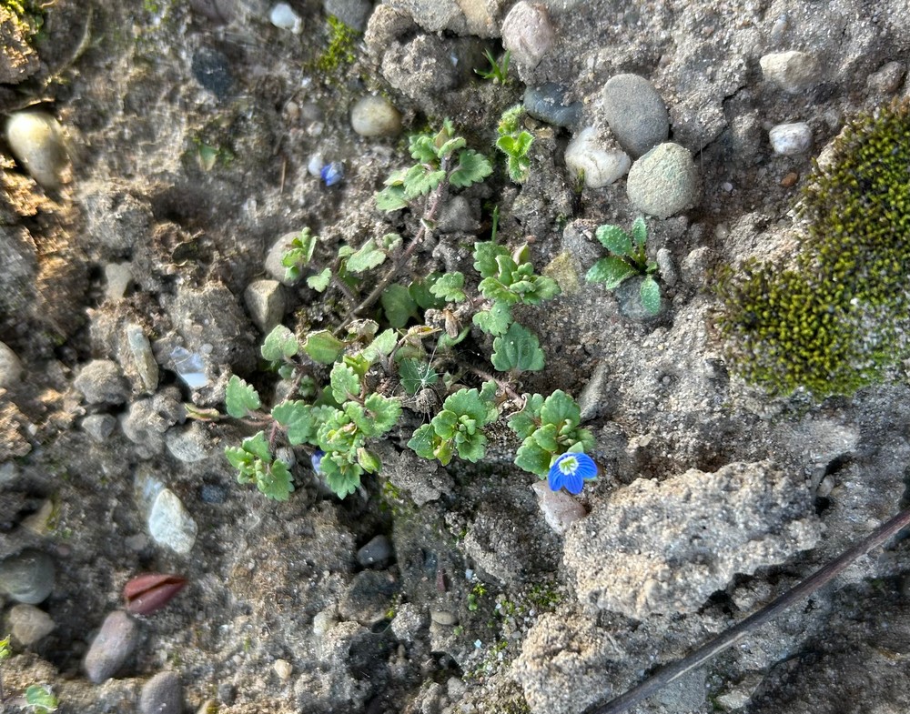 Veronica polita (Grey Field-speedwell) (alternate view 11)