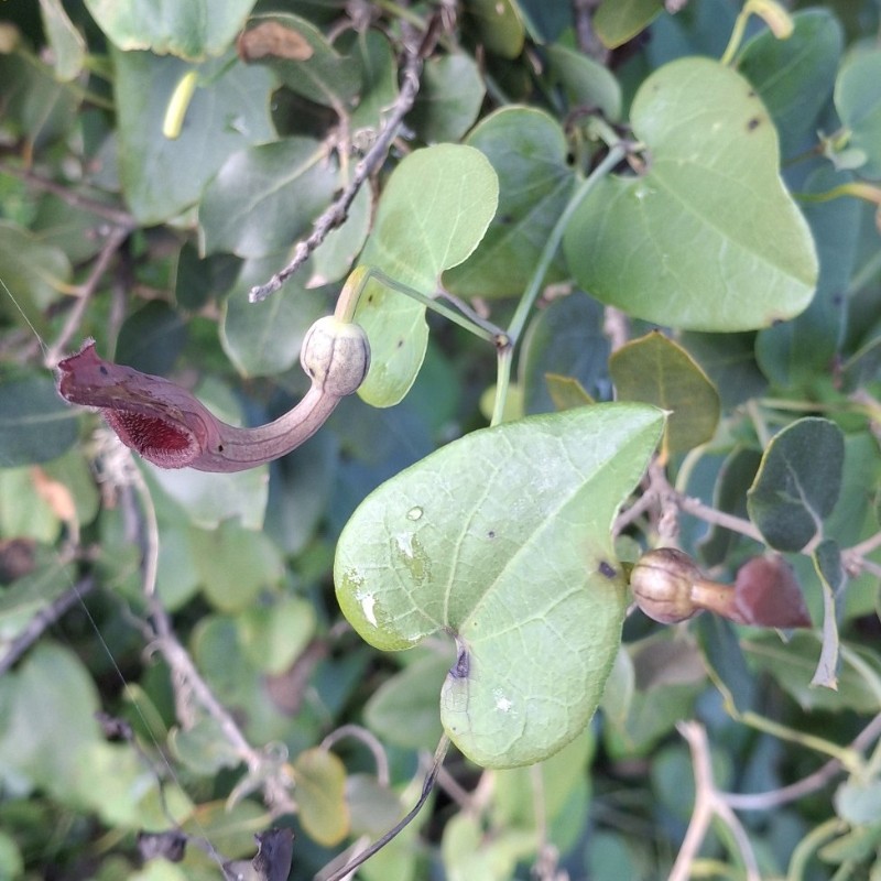 Aristolochia (pipevines and birthworts) (alternate view 4)