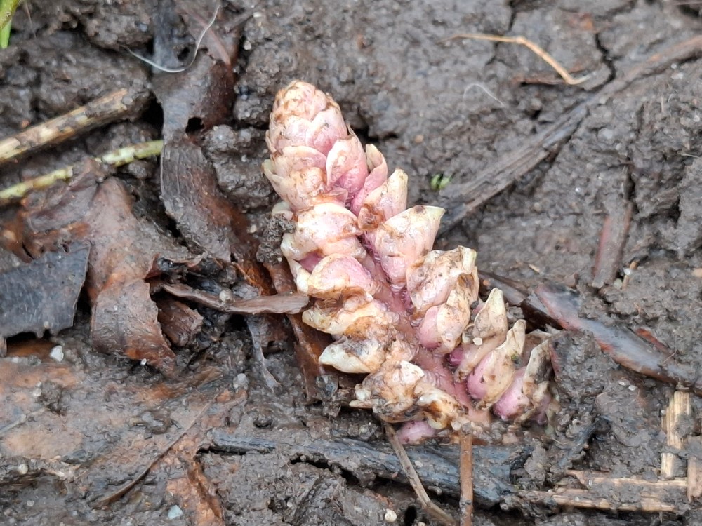 Lathraea squamaria (Common Toothwort) (alternate view 13)