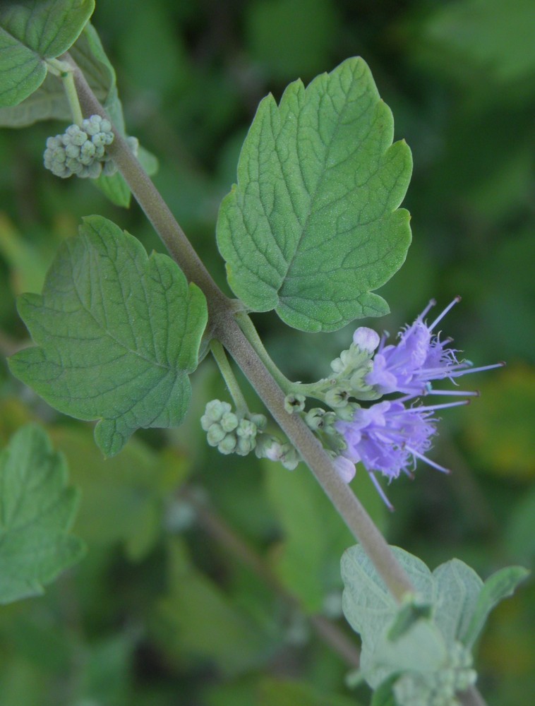 Caryopteris
