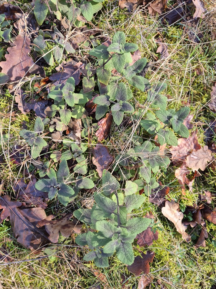 Teucrium (Woodsages) (alternate view 2)