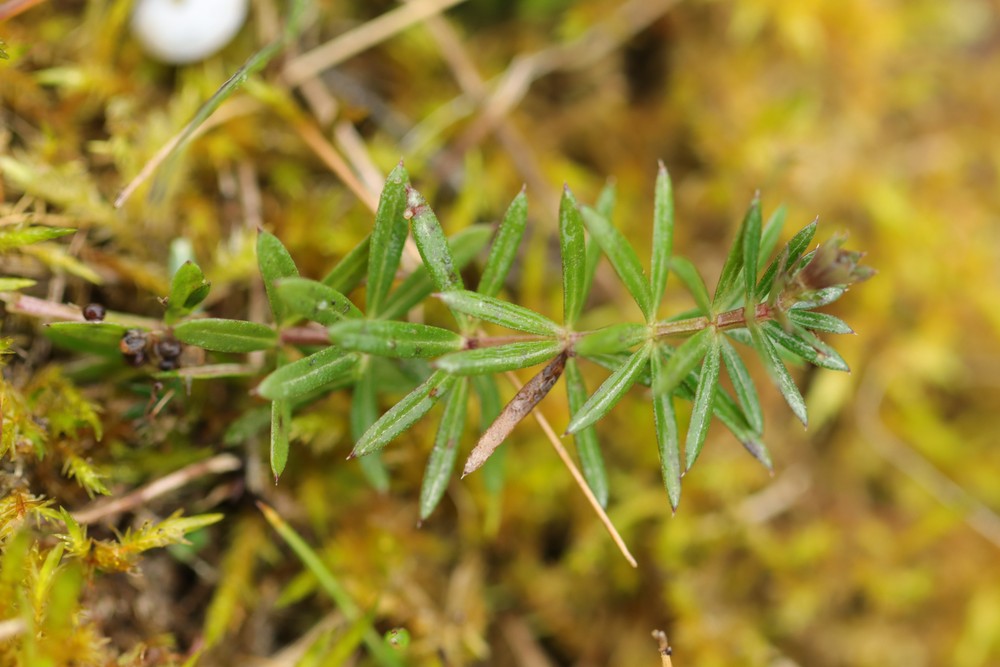 Galium verum (Lady's Bedstraw) (alternate view 11)