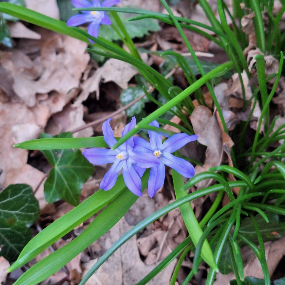 Chionodoxa luciliae (Glory of the Snow) (alternate view 3)
