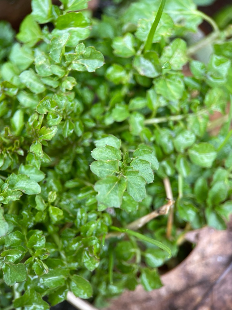 Cardamine flexuosa (wavy bittercress) (alternate view 11)