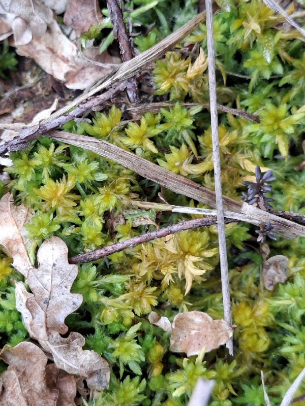 Sphagnum denticulatum (Cow-horn Bog-moss) (alternate view 12)