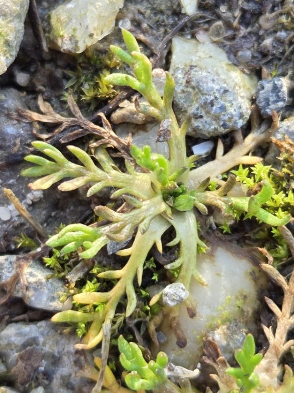Tripleurospermum maritimum (Sea Mayweed) (alternate view 11)