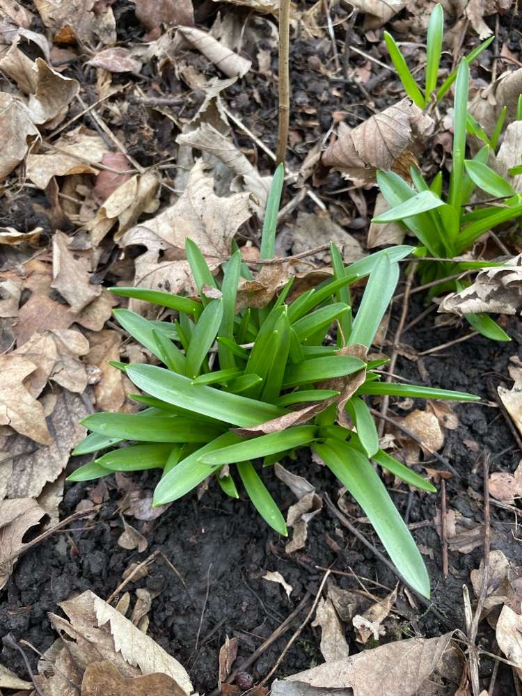 Hyacinthoides (Bluebells) (alternate view 4)