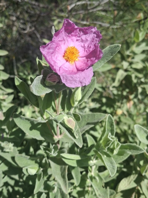 Cistus albidus (white-leaved cistus) (alternate view 11)