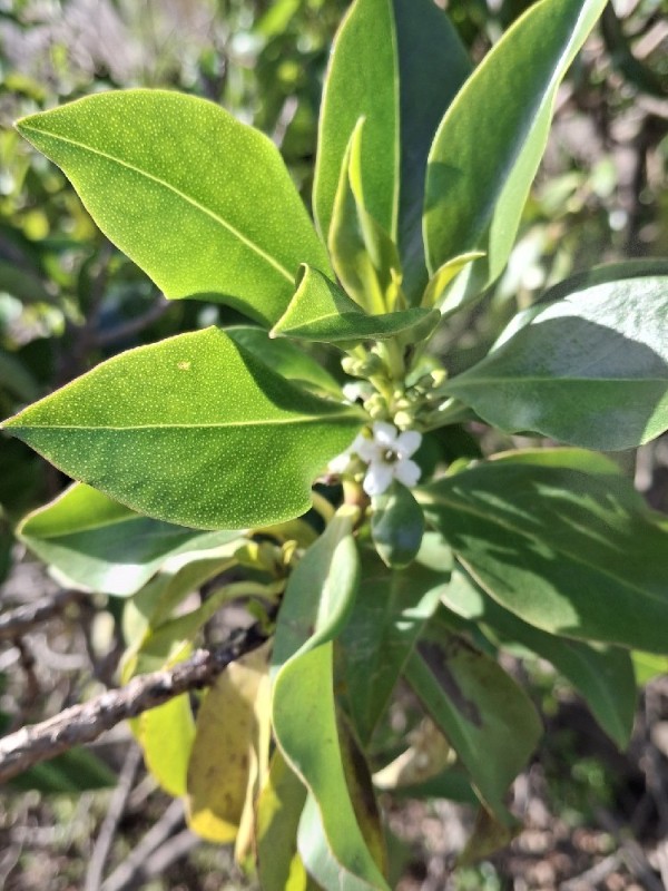Myoporum (Ngaios)