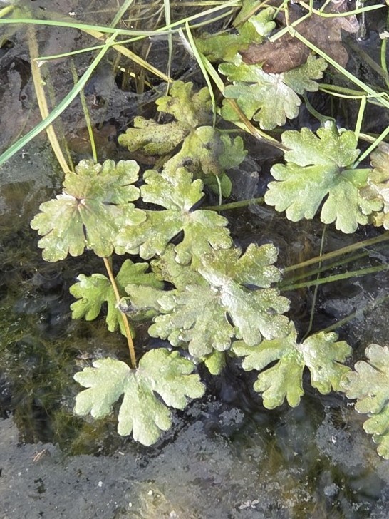 Ranunculus sceleratus (cursed crowfoot) (alternate view 13)