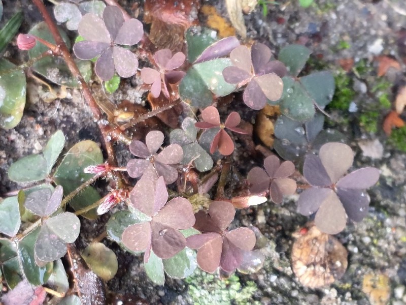 Oxalis corniculata (trailing yellow sorrel) (alternate view 11)