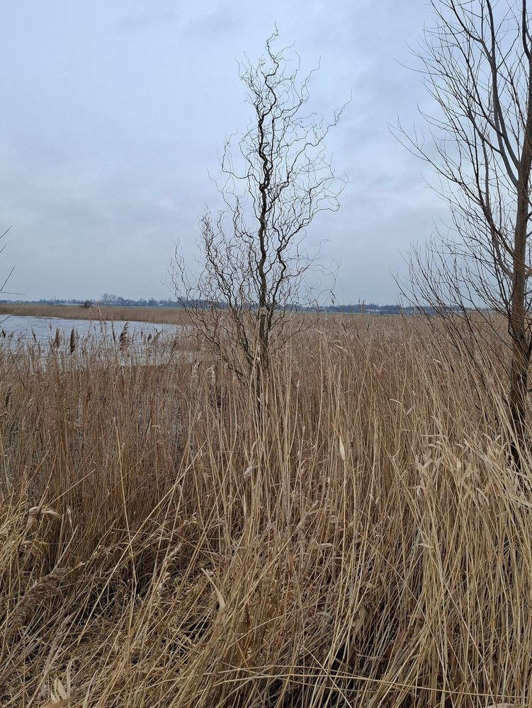 Salix babylonica (weeping willow) (alternate view 9)