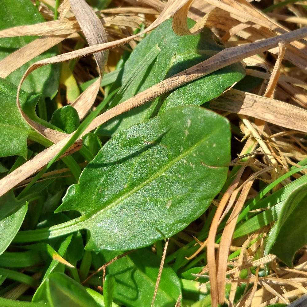 Rumex acetosa (Sorrel) (alternate view 13)