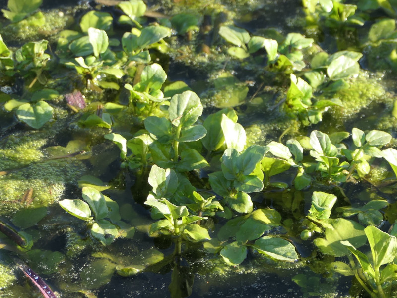 Nasturtium (Watercresses) (alternate view 2)