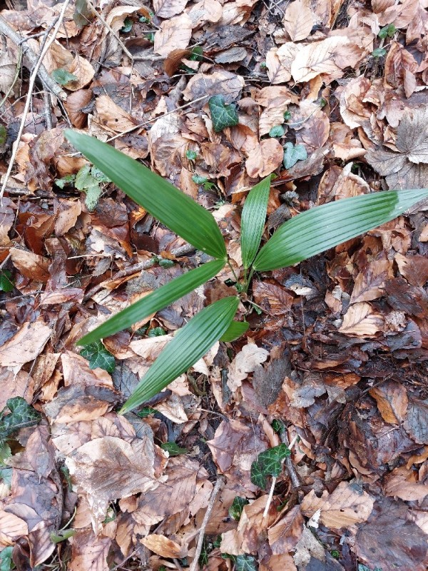 Trachycarpus fortunei (windmill palm) (alternate view 11)