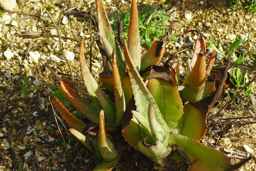 Aloe (Aloes)