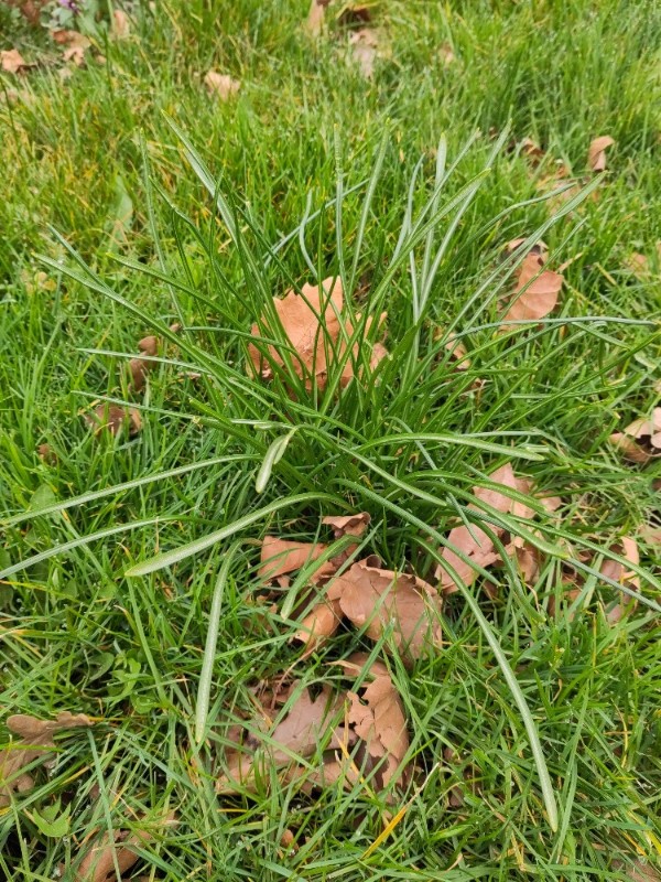 Ornithogalum (star-of-Bethlehem) (alternate view 2)