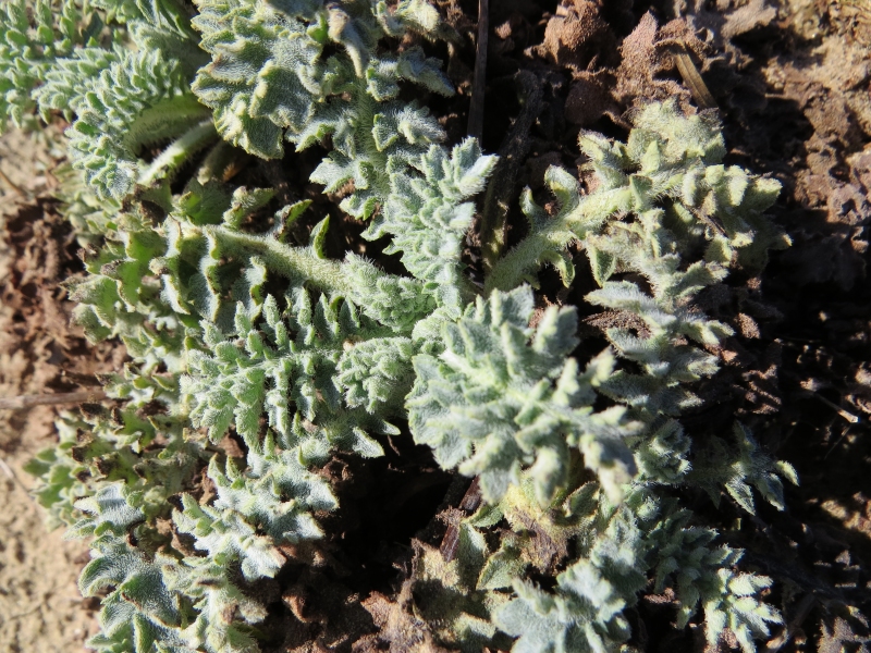 Glaucium flavum (Yellow Horned Poppy) (alternate view 12)