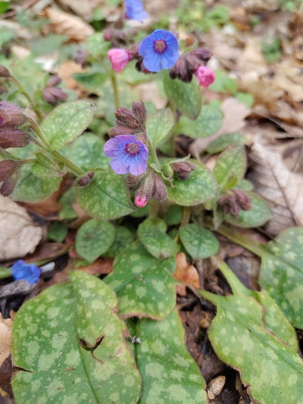 Pulmonaria officinalis (Lungwort) (alternate view 12)
