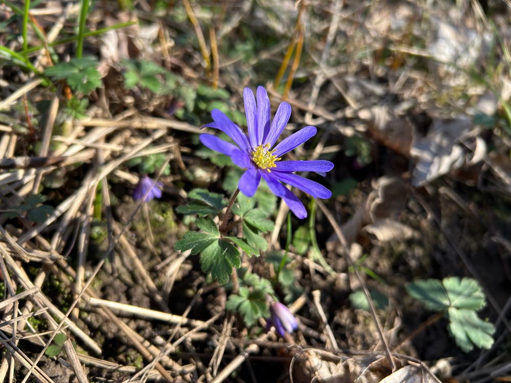 Anemonoides blanda (Greek Anemone) (alternate view 7)