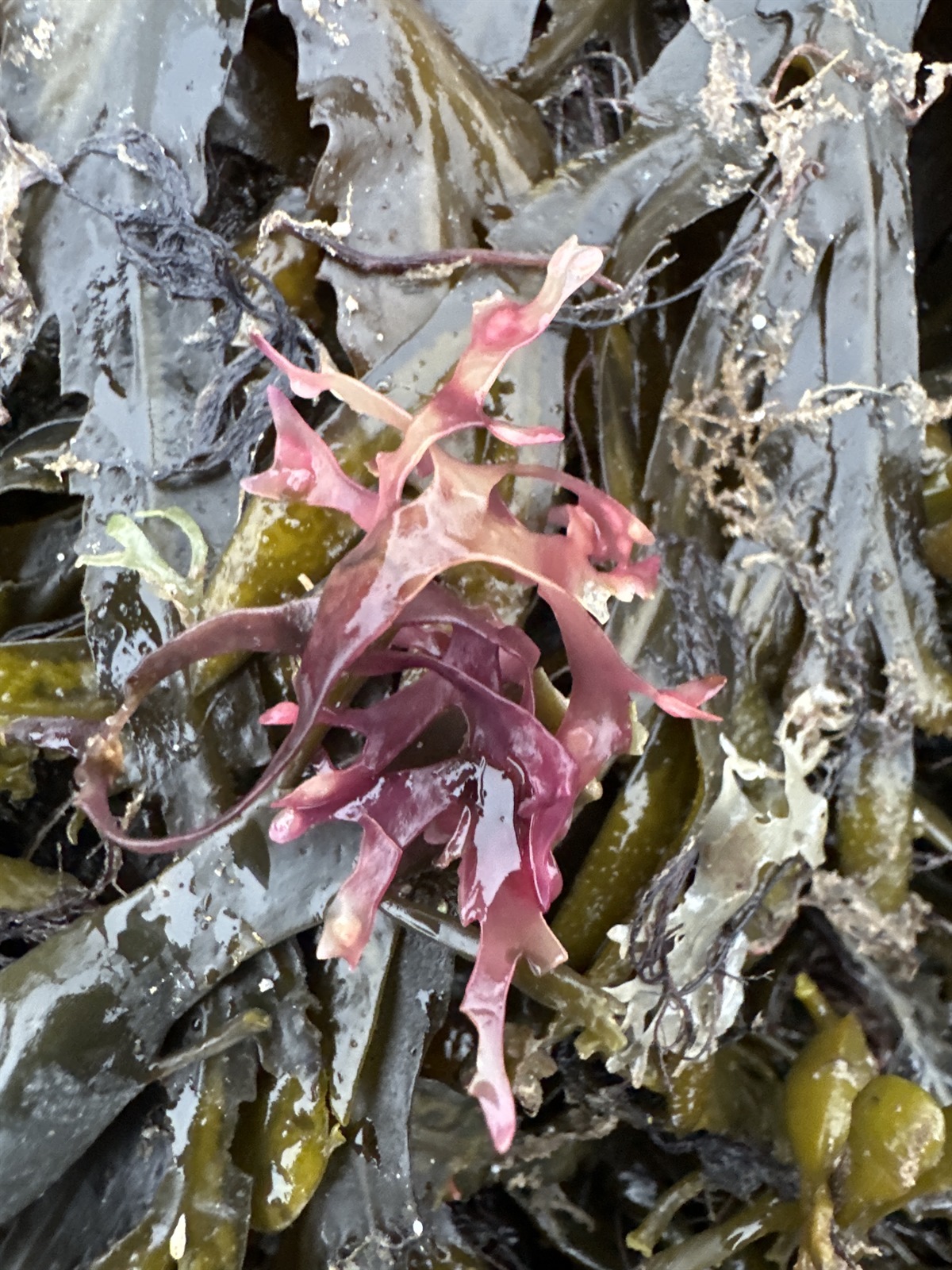 Chondrus crispus (Irish Moss) (alternate view 10)