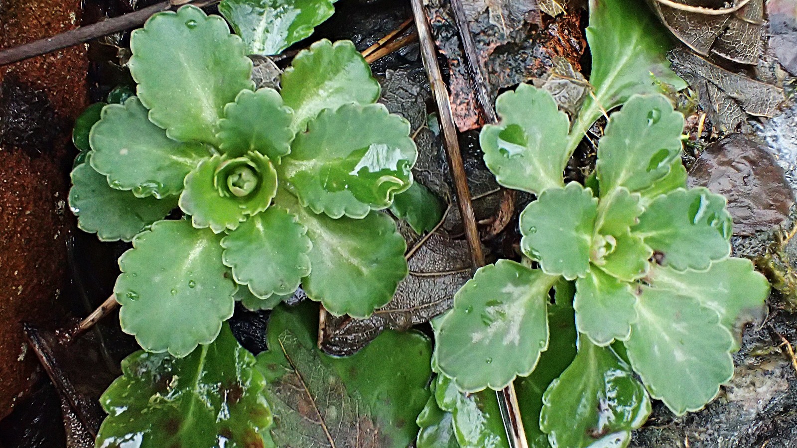 Saxifraga umbrosa