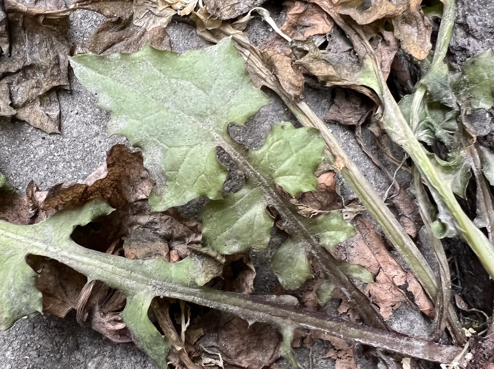 Mycelis muralis (wall lettuce) (alternate view 6)