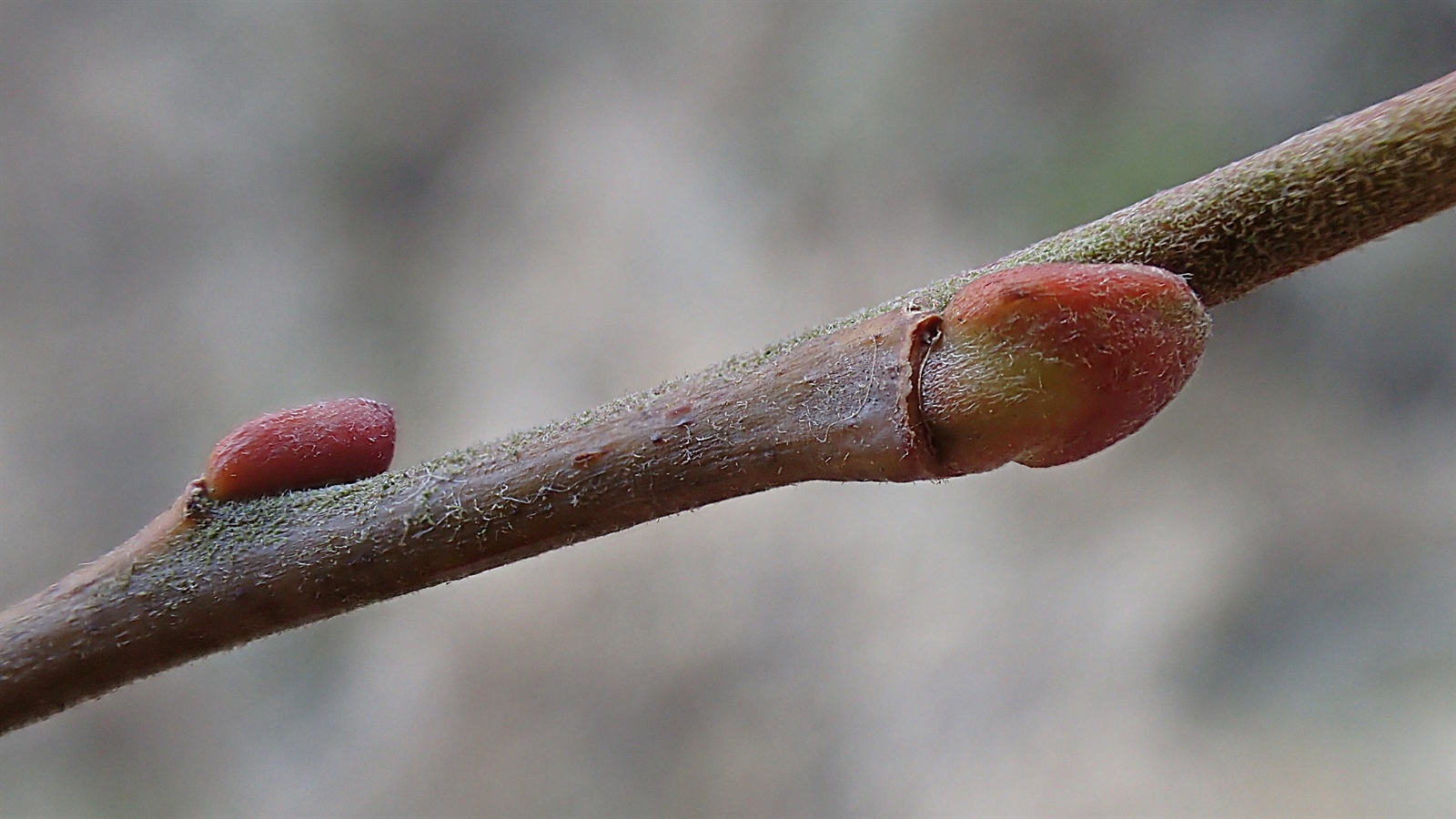 Salix aurita (Eared Willow) (alternate view 14)