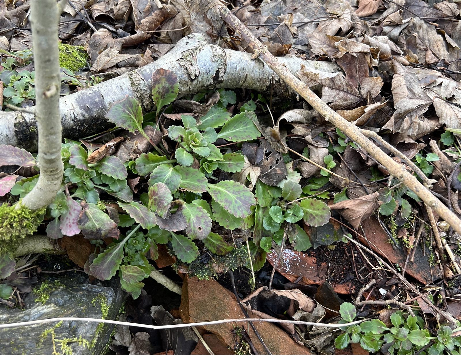 Saxifraga umbrosa (alternate view 2)