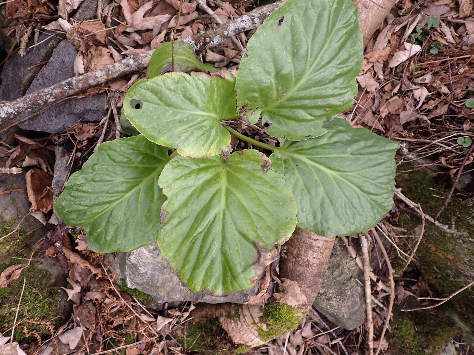 Bergenia (elephant-ears)