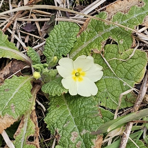 Primula acaulis (stemless primrose) (alternate view 2)