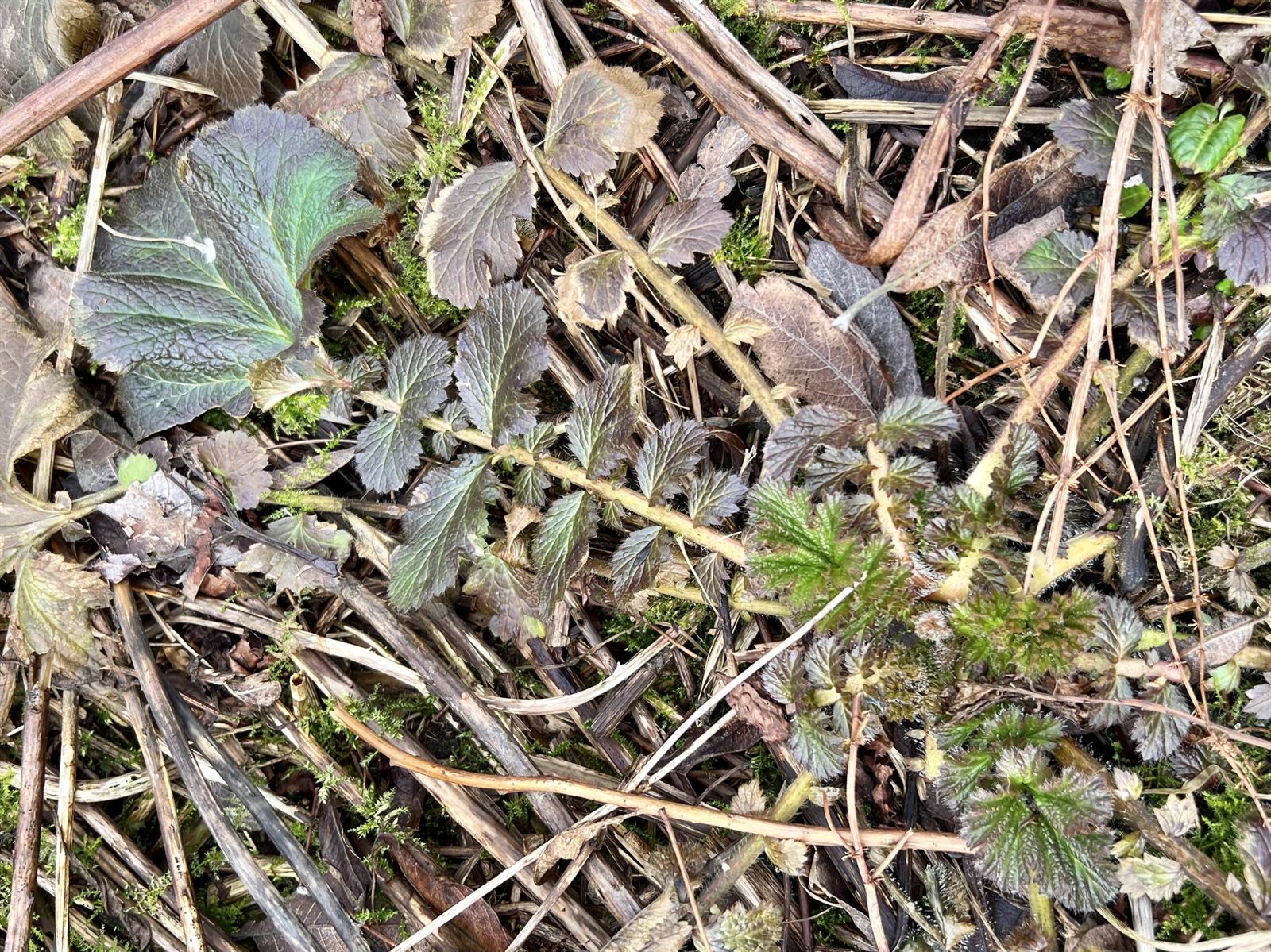 Geum macrophyllum (large-leaved avens) (alternate view 11)