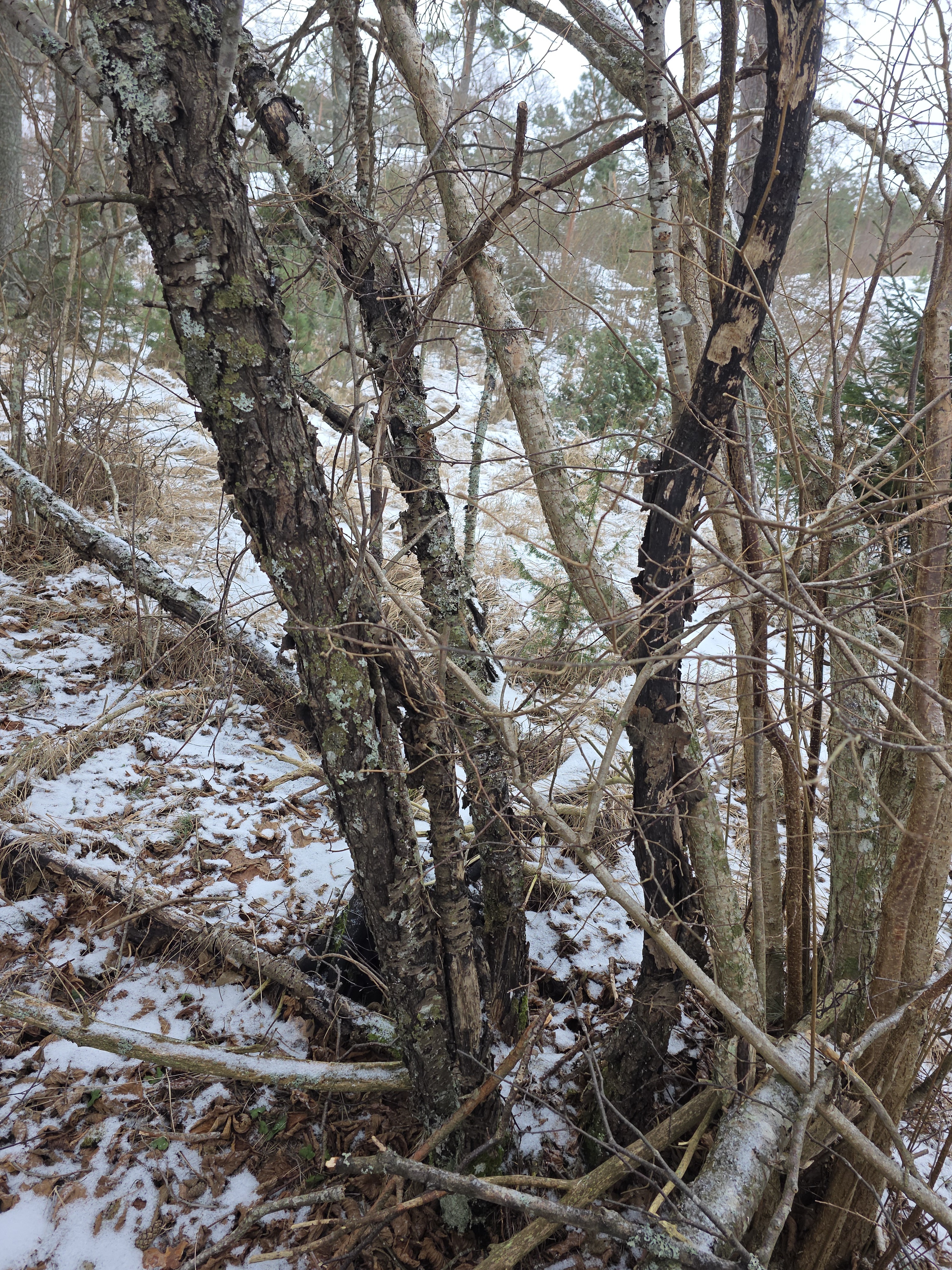 Rhamnus cathartica (common buckthorn) (alternate view 11)