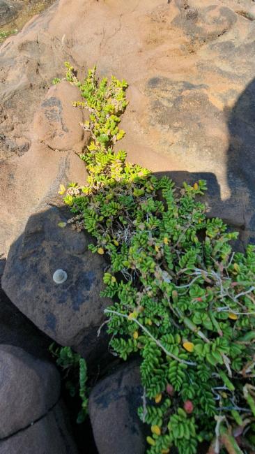 Pimelea (riceflowers)