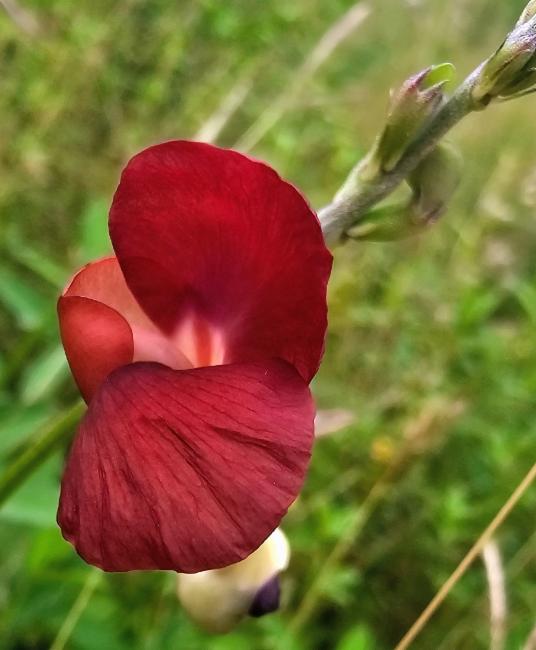 Macroptilium lathyroides (Phasey Bean) (alternate view 11)