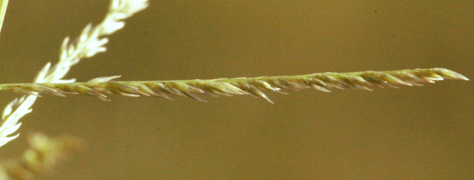 Sporobolus (dropseeds, cordgrasses, and sandreeds) (alternate view 2)