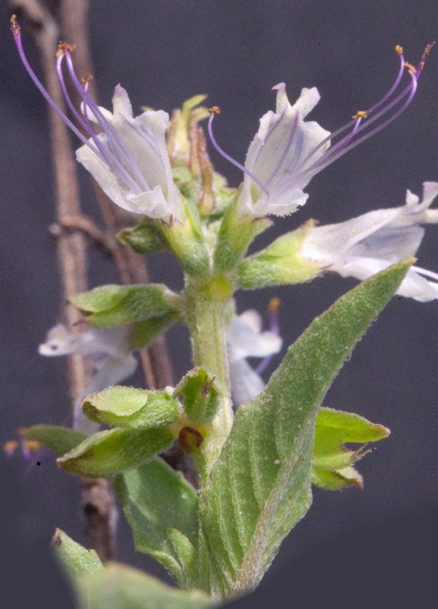 Ocimum (Basils) (alternate view 2)