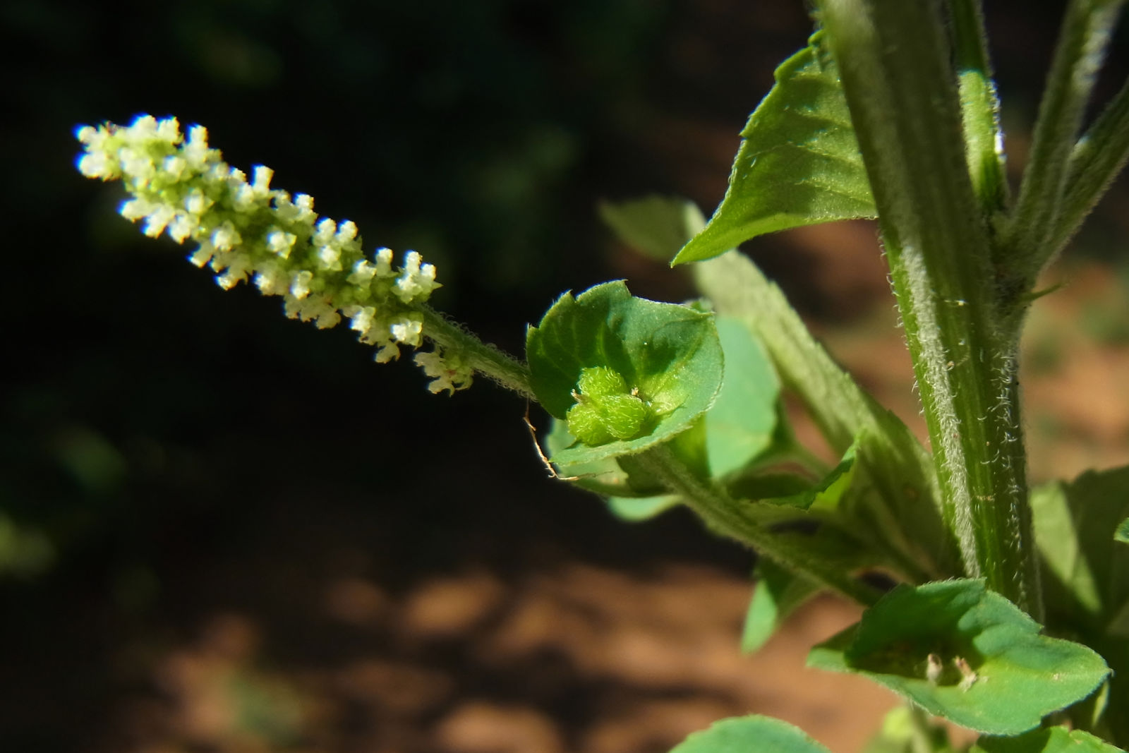 Acalypha (three-seeded mercuries)