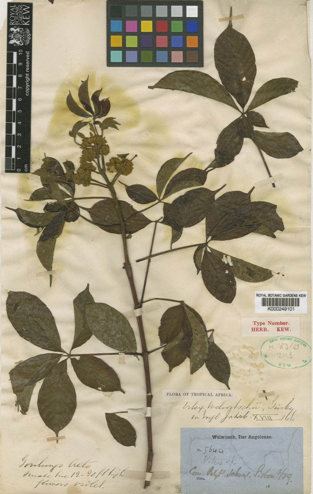 Vitex (Chastetrees)